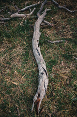 Fototapeta premium Tree trunk