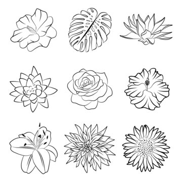 Doodle isolated flower collection graphic outline sketch hand drawn icon set, botanical floral design element. Water lily, lotus, rose, sunflower, monstera leaf stamp print. Luxury logo label template