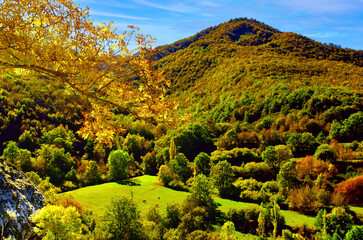 Typical European mountains, forests and pastures, early autumn, cows, high blue sky.