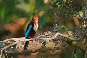 The White-throated Kingfisher on a branch