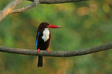 The White-throated Kingfisher on a branch