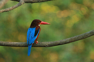The White-throated Kingfisher on a branch