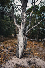 tree in the forest