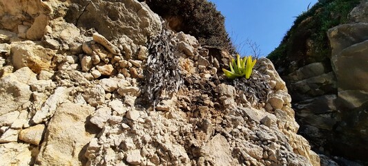wild plants growing up from the mountain rocks.