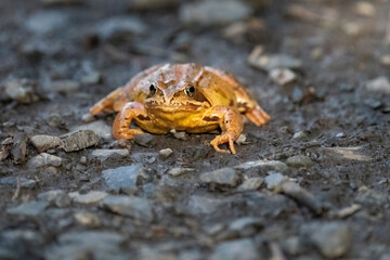 Close up face view of a Common Frog (Rana temporaria) in a patch of sunlight UK