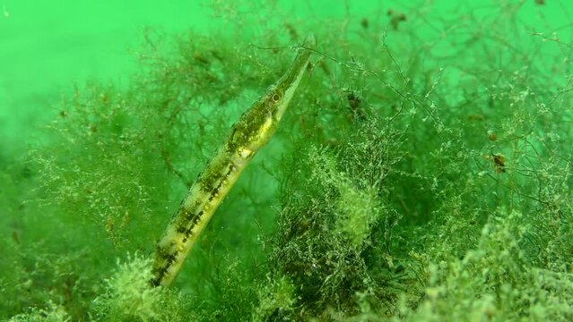 Black-striped pipefish (Syngnathus abaster) in a thicket of green algae, close-up.