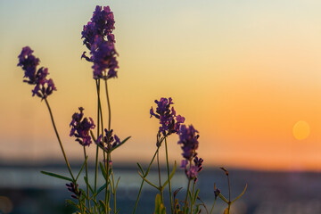 lavender field at sunset