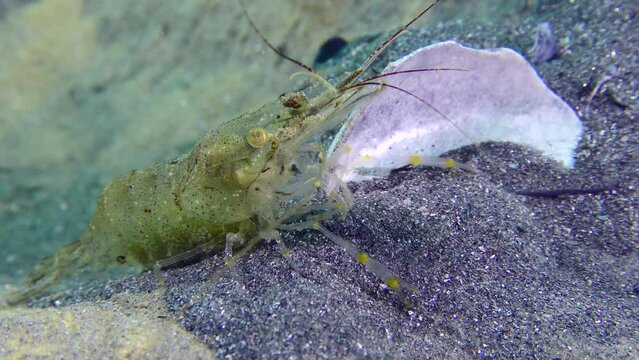 Inhabitants of the anchor trail: Baltic prawn (Palaemon adspersus) searches for food in freshly dug sand, close-up.