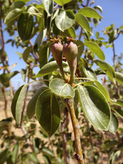 Unripe pears on a tree in the Aegean island Bozcaada (ancient Tenedos) in Turkey.        