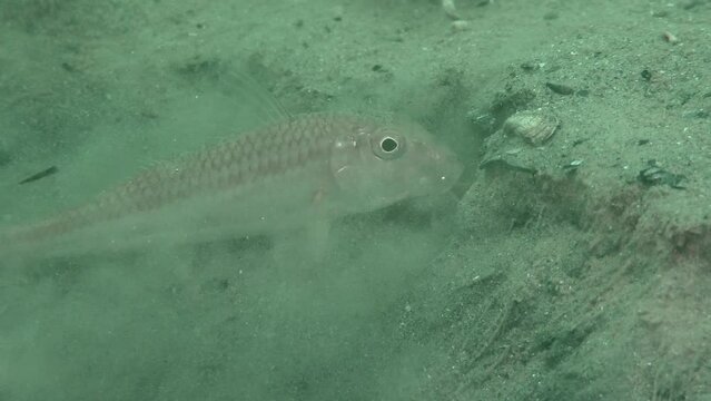 Inhabitants of the anchor trail: Red mullet (Mullus barbatus) is actively digging the slopes in the trough made by the anchor, close-up.