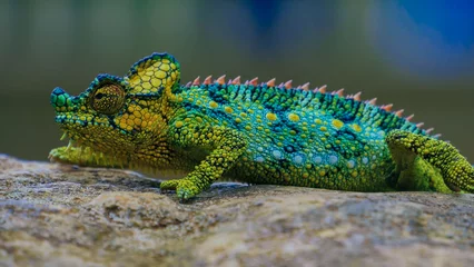 Foto op Canvas Yemen chameleon isolated on black large background.Lizard on the green leaves.skin has a bright color  © irina