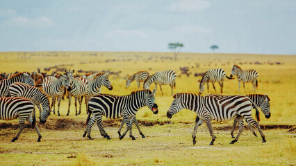 Fototapeta na wymiar Zebra in the grass nature habitat, National Park of Kenya. Wildlife scene from nature, Africa 