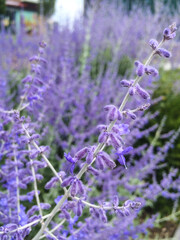 lavender flowers in the garden