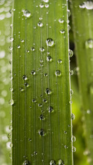 Close-up water drops on green leaves, vertical orientation