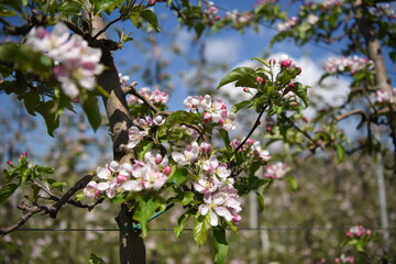 fiori melo 