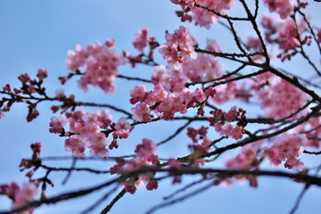 Obraz premium 桜の花