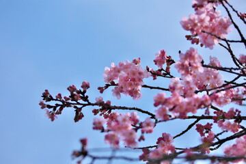 桜の花