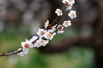 満開の梅の花