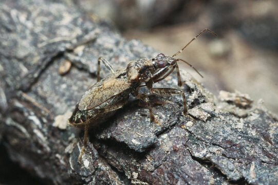 Himacerus is a genus of damsel bugs belonging to the family Nabidae