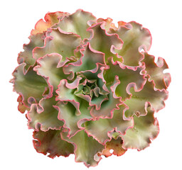 Ornamental plant Echeveria Zorro view from above