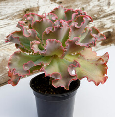 Ornamental plant Echeveria Zorro view from above