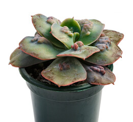Ornamental plant Echeveria Paul Bunyan view from above