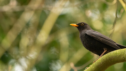 Male common blackbird (Turdus merula) perched in a tree in the forest during spring, North Norfolk, UK.