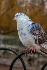 Close-up of a Bird on Fence