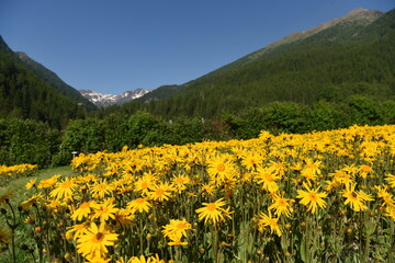 FIORI ARNICA