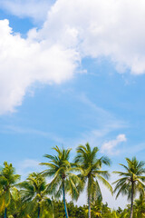 Fototapeta na wymiar Coconut or palm leaf tree with blue sky and white clouds.