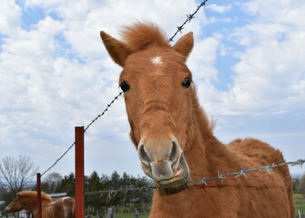 見つめる馬