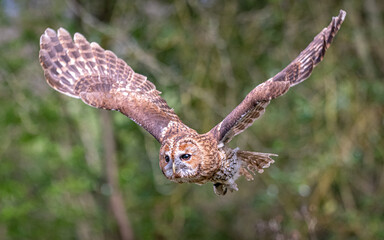 Tawny Owl in flight