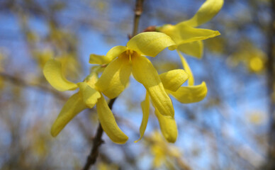 Yellow Forsythia × intermedia flowers against a blue sky