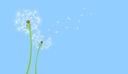 Naklejka premium Colorful dandelion with flying seeds on blue background banner. Vector illustration for fabric, card design, baby clothings, print, wall decor, spring, summer sale banner.