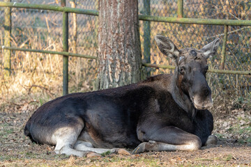 resting young moose without horns © Przemysaw