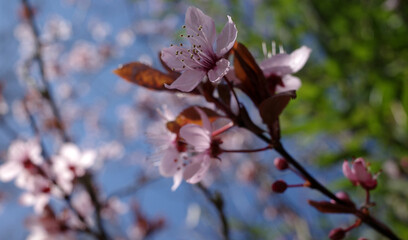 Prunus tree  in bloom. This one has pink flowers and red leaves.