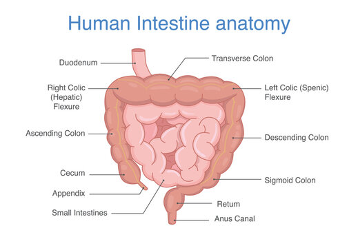 Human Intestines Anatomy and description for diagram. Illustration about medical and health in Digestive part.