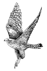 illustration black and white bird wings eagle hawk flying