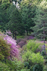 今熊神社のミツバツツジ