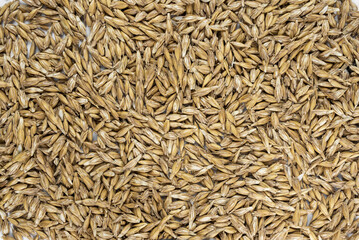 Naklejka premium spelled grains after harvest in front of white background
