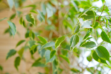 Bright green ficus botanical background. Potted indoor houseplants on the windowsill. Flower diseases. Aging and wilting, treatment. Houseplant care. Gardening and floristry as a hobby, business. 
