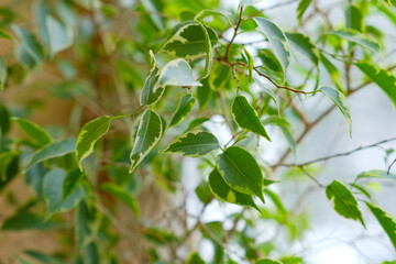 Bright green ficus botanical background. Potted indoor houseplants on the windowsill. Flower diseases. Aging and wilting, treatment. Houseplant care. Gardening and floristry as a hobby, business. 
