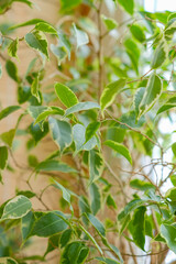 Obraz premium Bright green ficus botanical background. Potted indoor houseplants on the windowsill. Flower diseases. Aging and wilting, treatment. Houseplant care. Gardening and floristry as a hobby, business. 