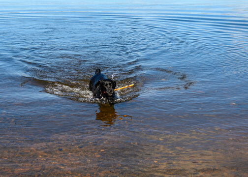 A photograph of a black labrador retriever fetching a stick in a lake.
