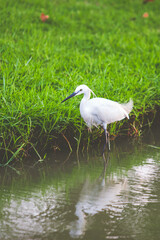 White egret bird on the water pond with green grass.