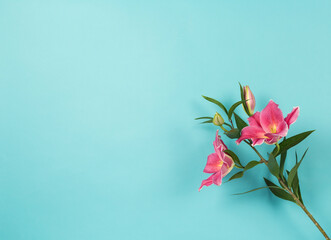 pink lilies on blue ground