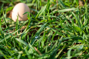 egg in grass