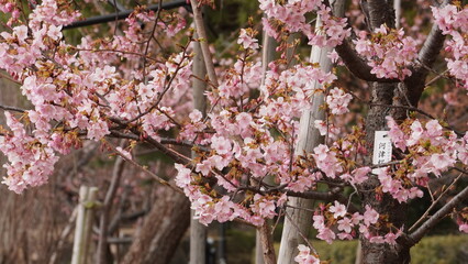 春の始まり、河津桜咲き乱れる