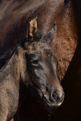 Fototapeta premium Warmblutfohlen