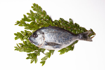 sea bream on a white background